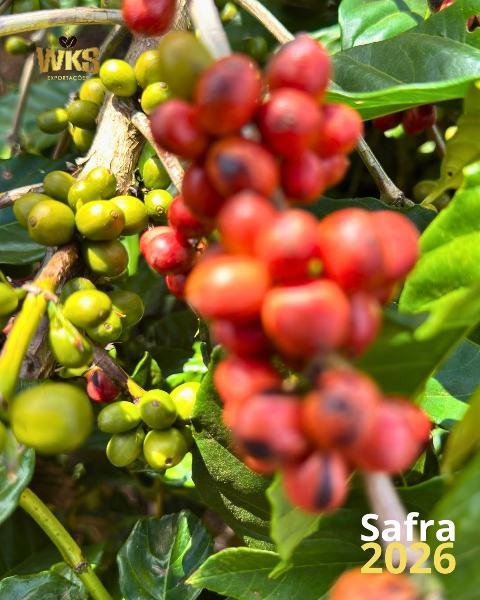 Post: Safra 2026, café conilon no pé